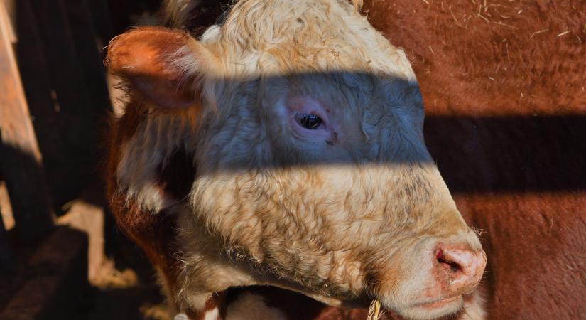 Magyarország is ott volt a száj- és körömfájásról szóló európai gyűlésen