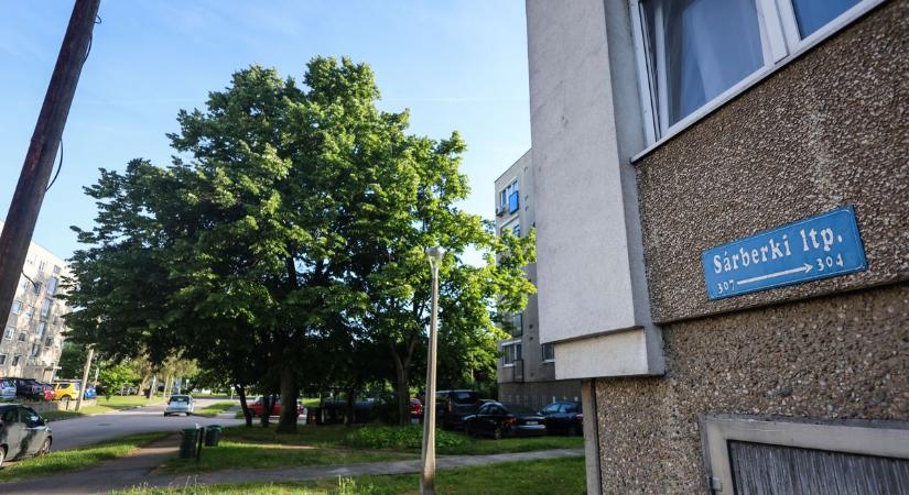 Varjútámadás a lakótelepen: idős nénit kellett kórházba vinni az agresszív madarak miatt