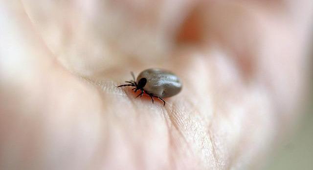 Új kullancsfaj terjed Magyarországon – veszélyben az emberek