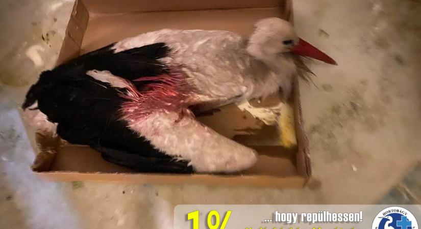 Sorra érkeznek a meglőtt madarak a Hortobágyi Madárkórházba
