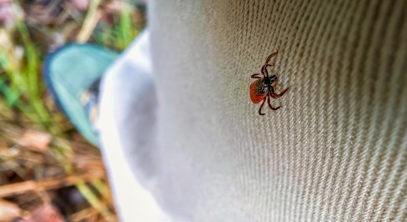 Kullancs elleni védőoltás ára 2025: így lehet hozzájutni a kullancsencephalitis elleni oltáshoz