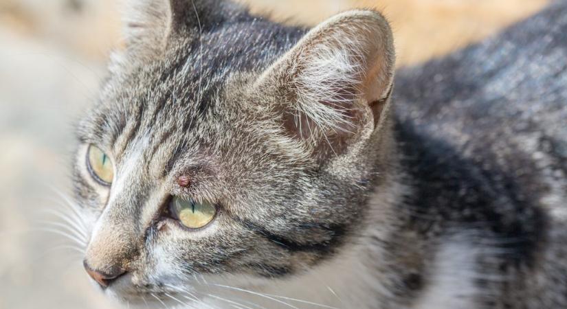 6 rejtekhely, ahol gyakran bújik meg a kullancs a macskában
