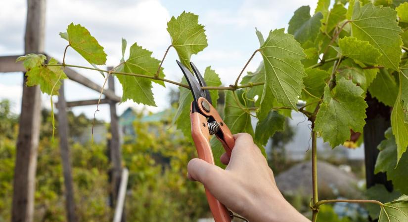 Receptre írják fel a kertészkedést: így lassítja az öregedést a természet