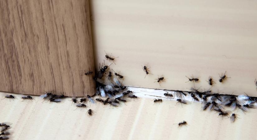 Tedd ezt a tárgyat a bejárati ajtó mellé, és a hangyák örökre eltűnnek: vegyszermentes és filléres megoldás