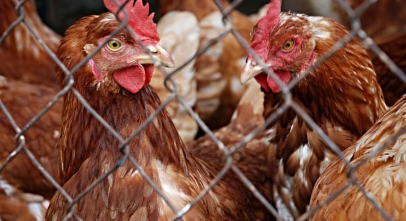 Madárinfluenza Brazíliában: az EU megtiltotta a baromfi importot