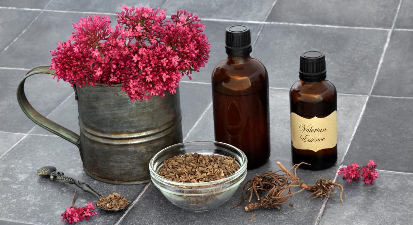 Macskagyökér stressz ellen: 5 természetes tipp a relaxációhoz