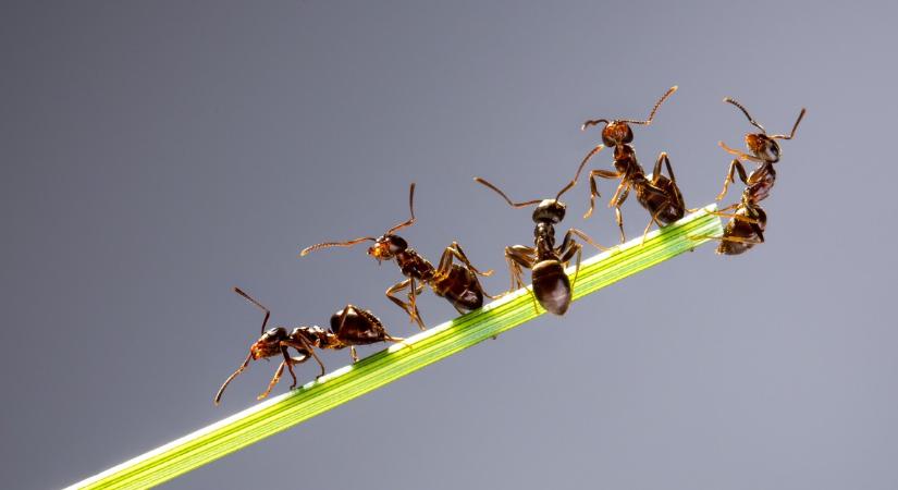 Védekezz a hangyák ellen ezzel az egyszerű módszerrel