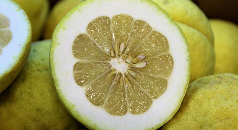 Miért nem terem a magról ültetett citromfa? – A citrusos csalódások biológiája