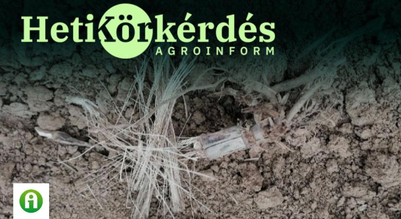 A szárbontó „bacik” azonnal munkához látnak a tarlón – Heti Körkérdés