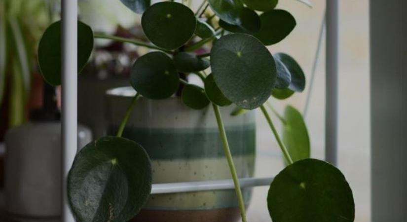 Pénzlevelű pilea (Pilea peperomoides): nemcsak szép, hanem a pénzt is hozza