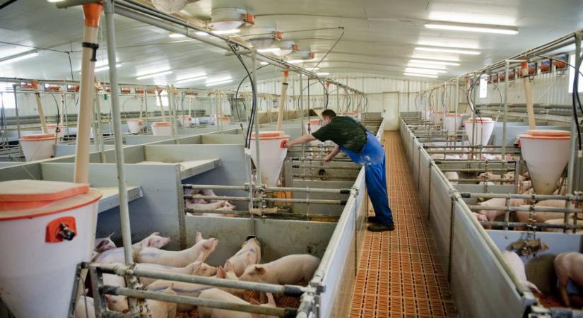 Vágási folyamatok – Higiéniai gyakorlatok és szerepük a fenntartható, körforgásos gazdaságban