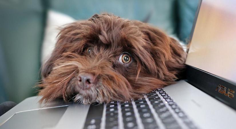 Új vagy használt laptop: melyik a jobb választás?