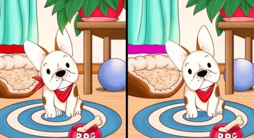 Igazi lángelme vagy, ha 10 másodperc alatt megtalálod az 5 különbséget a mopszok között