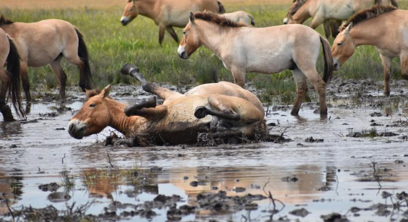 A Hortobágyról telepítenek vissza Przewalski-vadlovakat Kazahsztánba