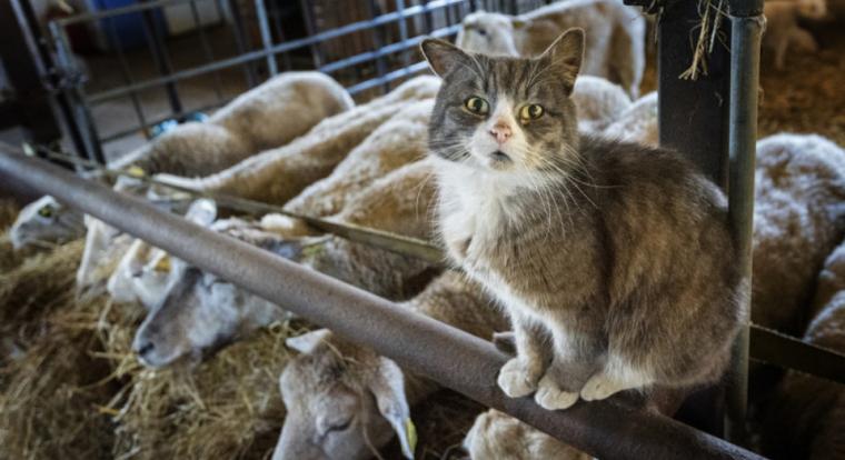 A fekete himlőn is túltesz a következő világjárvány - riadót fújtak a macskainfluenza miatt a kutatók