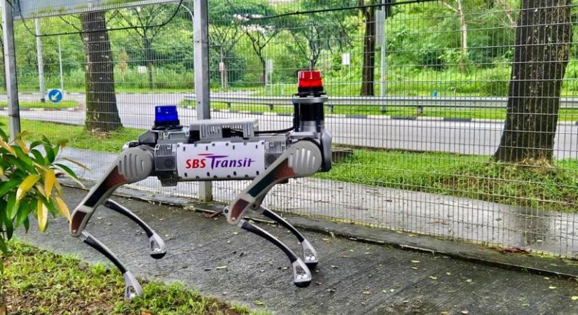 Robotkutyák munkában: Szingapúrban egyre több feladatot kapnak a négylábú gépek