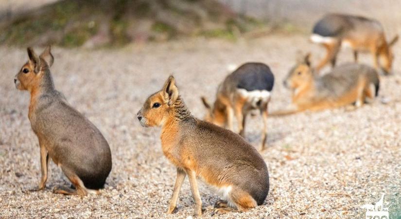 Újra megnyílt az állatsimogató – visszatér a megszokott élmény a Veszprémi Állatkertben