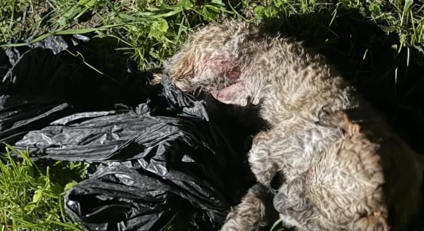 BRUTÁLIS: Zsákba tette, megrugdosta, majd biciklije után vonszolta kiskutyáját egy férfi Dunaszerdahelyen