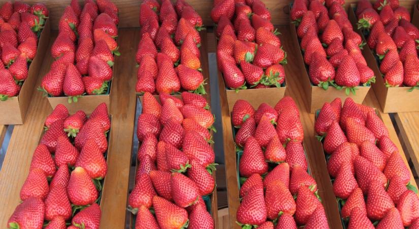 Jobb a gazdától vásárolt eper, mint a szupermarketben vett? Laboratóriumba küldték, ez derült ki