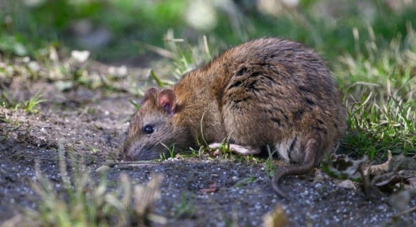 Rágcsálópara Egerben, a nagyáruházaknál látták utoljára ezt a hatalmas patkányt! – fotó