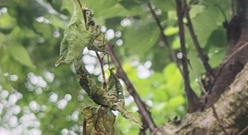 Kajszibarack: új kártevő és súlyos lombhullás fenyeget