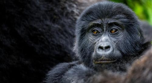 Az illegális fakitermelés a gorillákat is veszélyezteti Kongóban