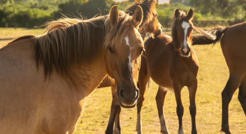 A Hortobágyról telepítenek vissza vadlovakat Kazahsztánba