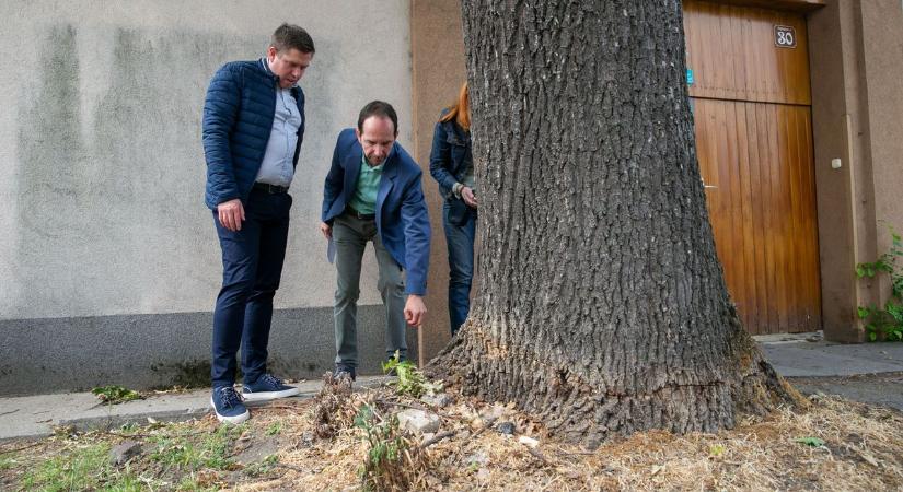 Mérget fecskendeztek a város ősi fájába, pusztulásnak indult a gyönyörű tölgy – galériával, videóval