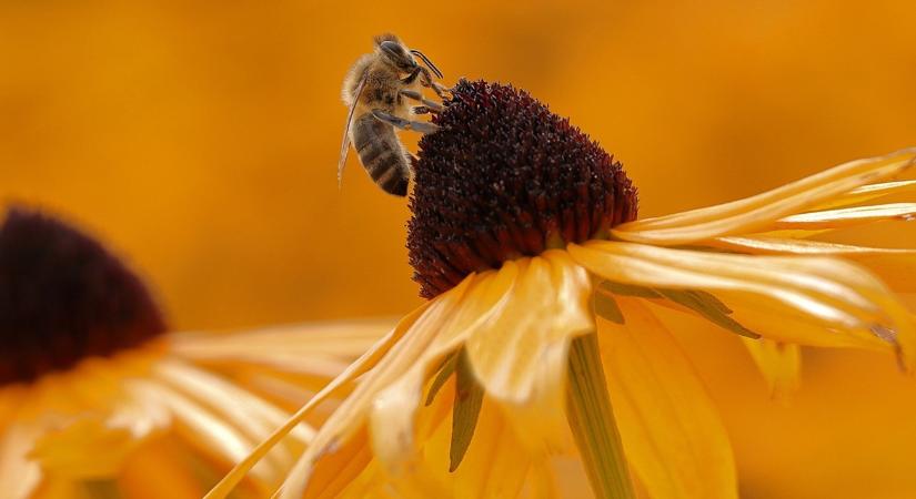 Biodiverzitás világnapja: 42 milliárd forint természetvédelemre