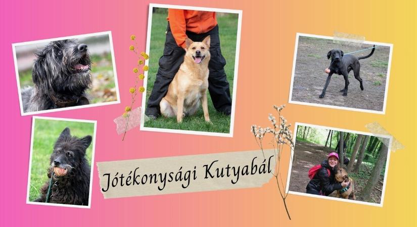 Te is imádod az őszülő pofikat? Ez a rendezvény idősödő kedvenceinkről szól!