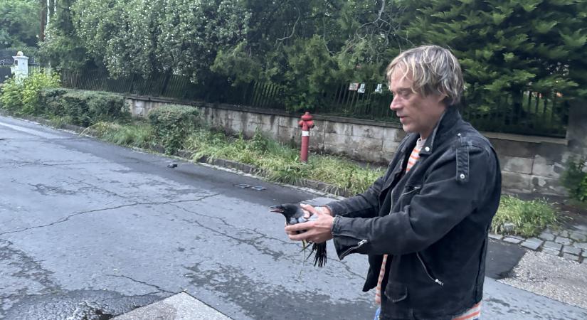 Varjúhisztirekord: képesek volt lezárni a Ferenc teret a varjak miatt, a 444 riportere közben túlélt egy varjútámadást