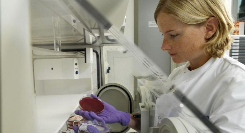 Ha jót akarsz, irány a labor! – Segítünk eligazodni a vérkép-rövidítések tengerében
