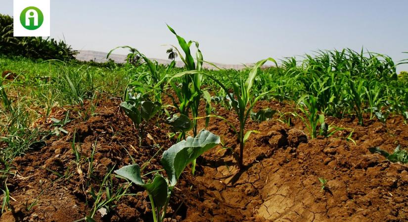 Totális újratervezés kell? Így nem bírja sokáig a magyar agrárium