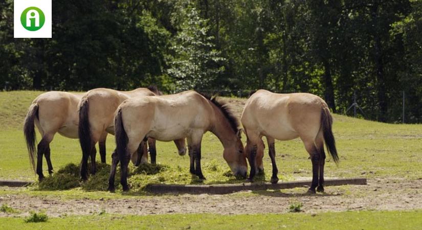 Az utolsó ősi, háziasítatlan vadlovak: a Hortobágyról a kazah vadonba