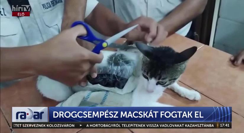 Radar - Drogcsempész macskát fogtak el  videó