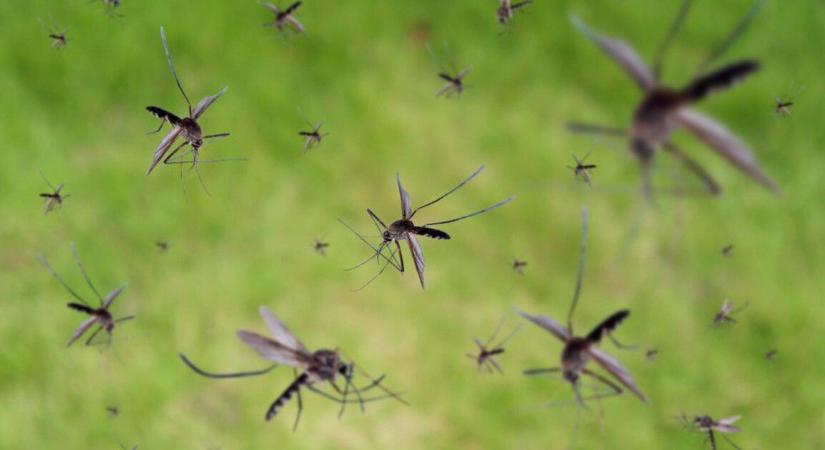 Biológiai szúnyogirtás – a legújabb módszer