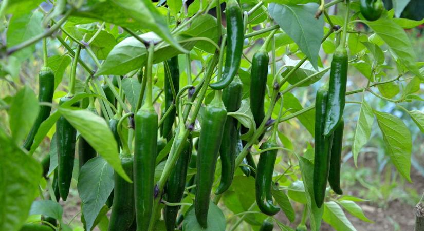 Bokrosodj, paprika! – Így metszd a palántáidat, hogy több termést hozzanak