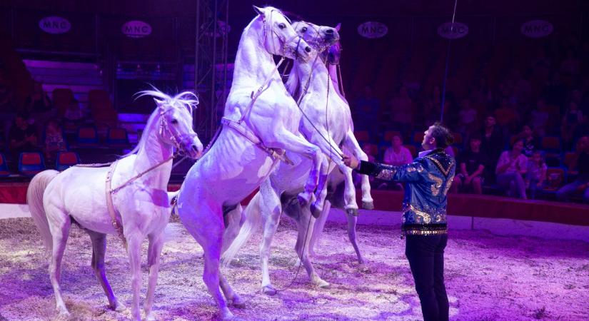 Lovak, bohócok, légi mutatványok, világszenzációk a Magyar Nemzeti Cirkusz porondján – galériával, videóval