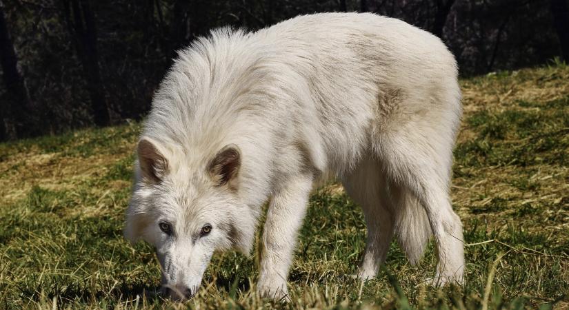 Kipukkadt a farkaslufi: a Colossal is beismerte, hogy génmódosított szürke farkasokat hoztak létre