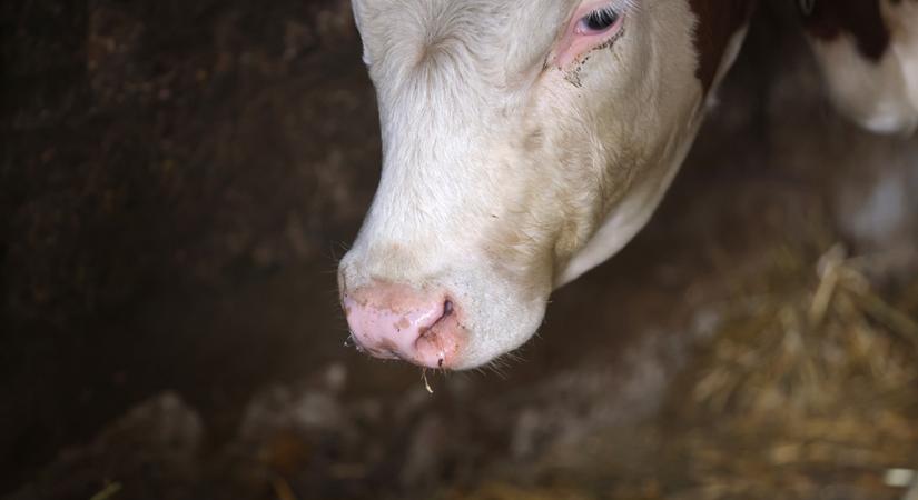 Újabb pályázattal segíti az agrártárca az állatbetegségek megelőzését