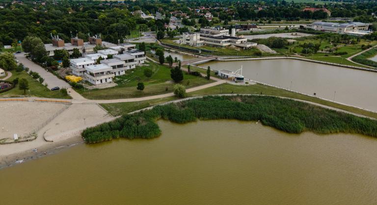 Gyilkos kórokozó okozott tömeges halpusztulást a Velencei-tóban