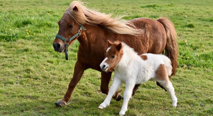 Shetlandi póni – Egy ló, akinek nem mondták el, hogy kicsi