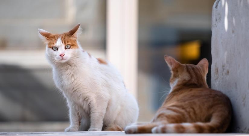 Főnök a macskafalkában? – Így alakul ki (vagy épp nem) a rangsor a cicák között