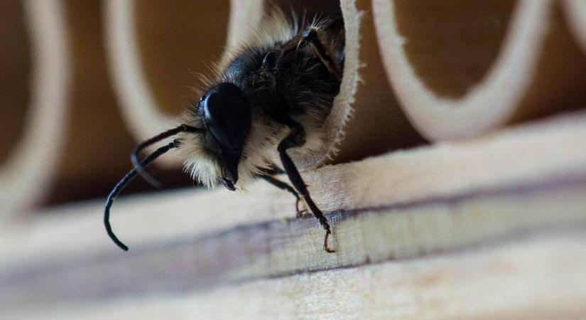 Méhhotel vásárlás és elhelyezés: tippek a beporzók vonzásához