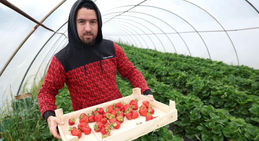 Házhoz szállítják a messze földön híres csökölyi epret, így mindenkinek jobban megéri