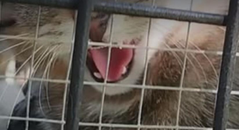 Videó: igazi kis fenevad kószál a Pilisben, nyomkövető nyakörvet is kapott