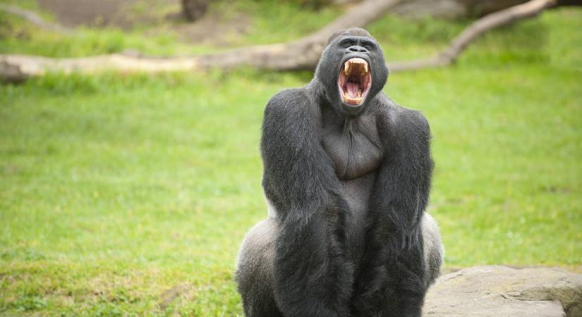 Brutális szimuláción, mely állat támadása fájna a legjobban a ló, gorilla és kenguru közül