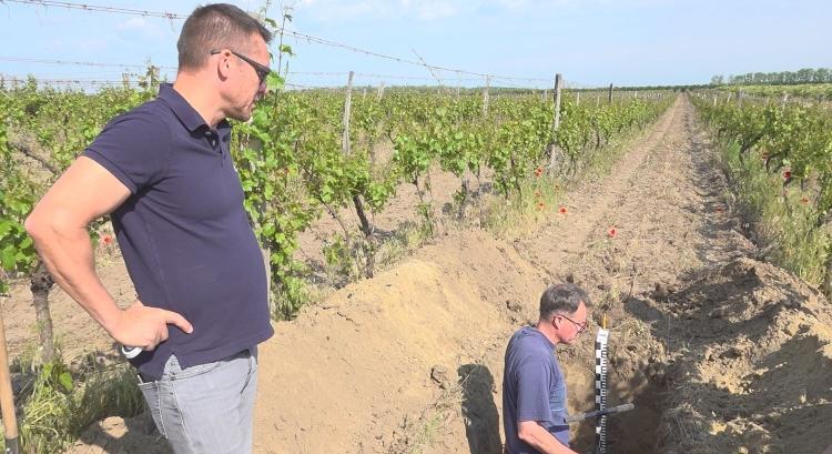 A gyökértől a fürtig: talaj–növény kapcsolat a szőlőben