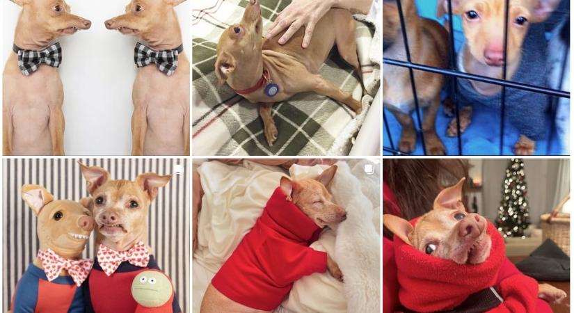 Egy világcég egy „médiakutyát” szerződtetett – „Berobbant” egy az új iparág, amely a dogfluencerekre épít