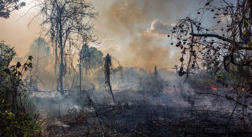 Példátlan volt az erdőpusztulás az Amazonas régióban 2024-ben